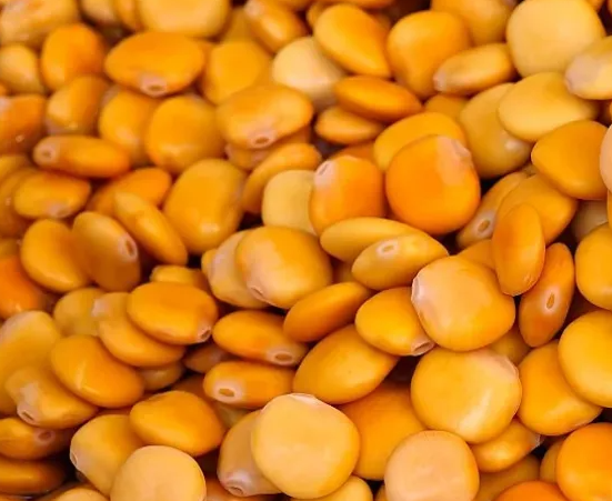 루피니빈 효능 부작용 먹는법 영양성분 밥 삶기 요리 당뇨콩 가격 모든것