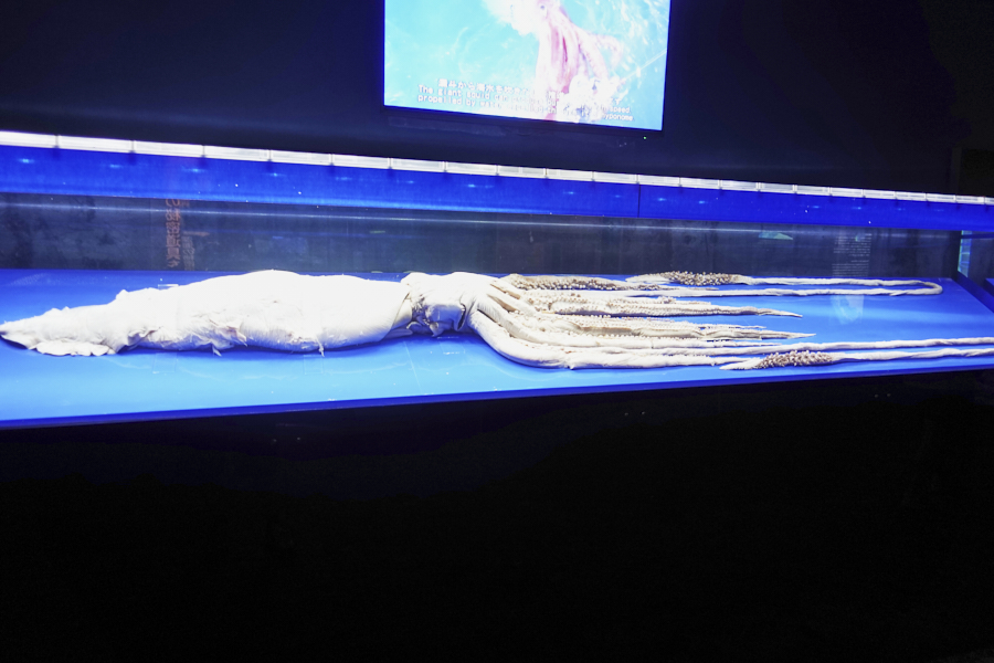 오키나와 츄라우미 수족관 대왕오징어