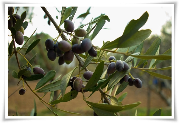 "올리브나무 키우기" 집에서 즐기는 지중해의 향기 정원!