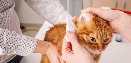 귀를 긁는 고양이.