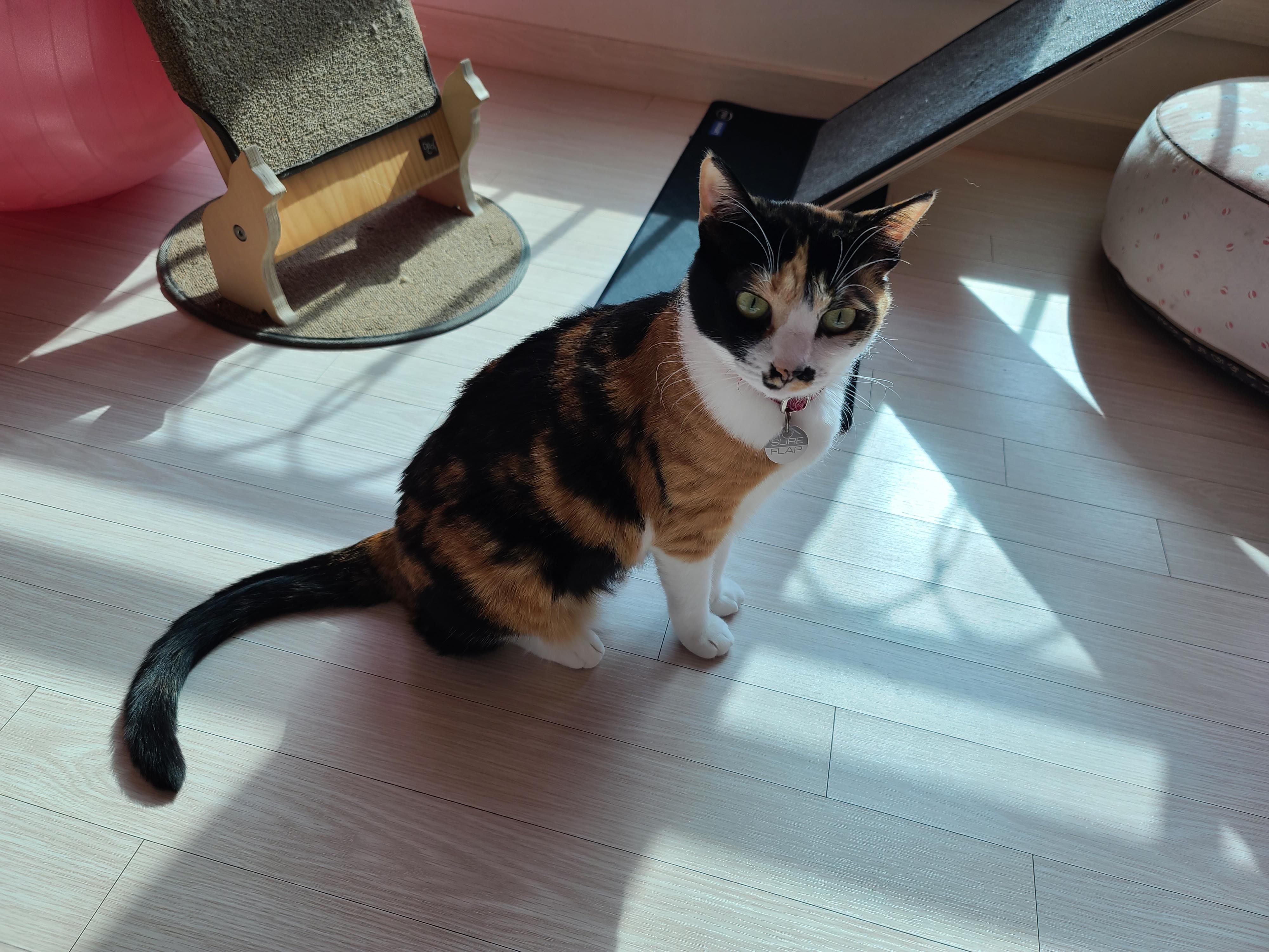 9냥이 집사의 눈뜨면 하는 일들.