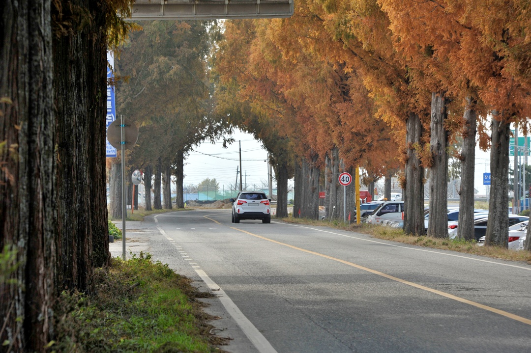 메타세쿼이아 장흥
