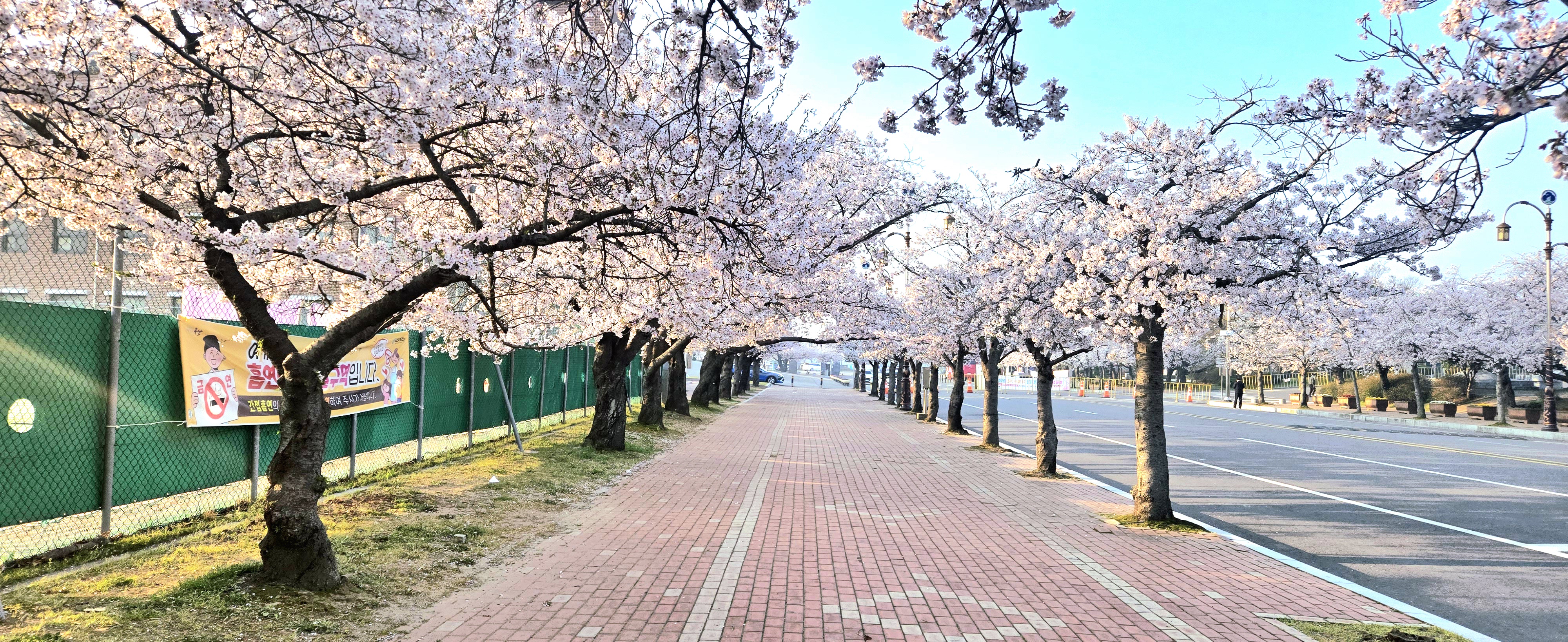 군산 월명체육관 벗꽃 사진