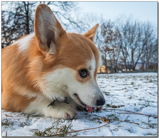눈을 맛보고 있는 웰시코기