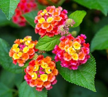 가을에 피는 꽃 란타나