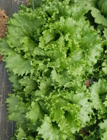 양상추 재배 결구 키우기 파종 시기 물주기 요령_5