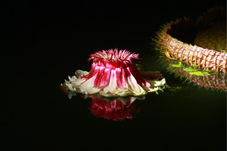 세미원 연꽃문화제