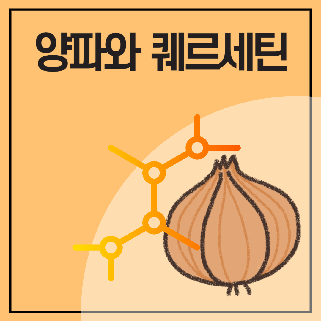 퀘르세틴 양파껍질 효능