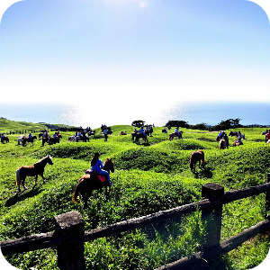 제주 조랑말 체험공원 이미지