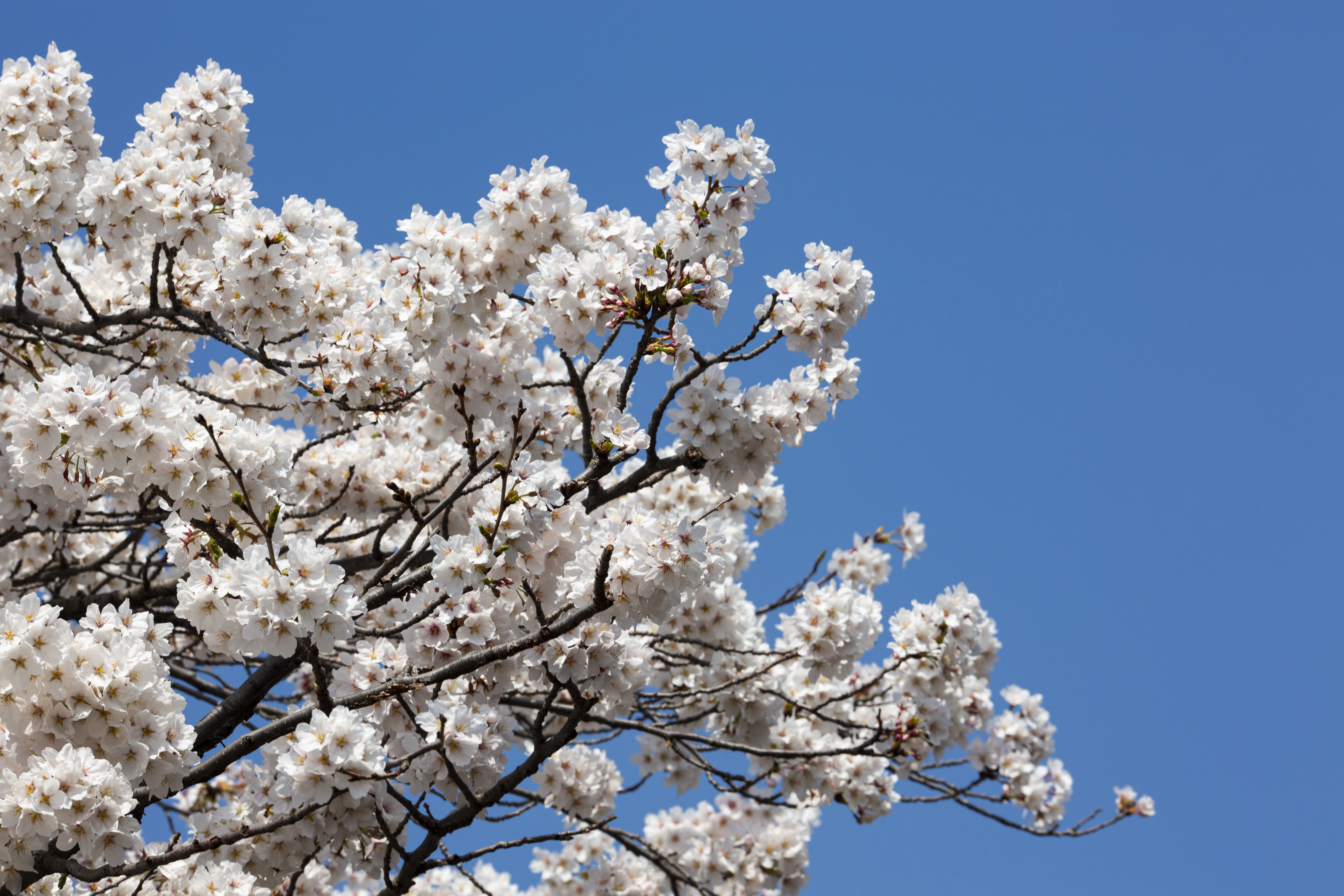 봄나들이 준비물, 여행지