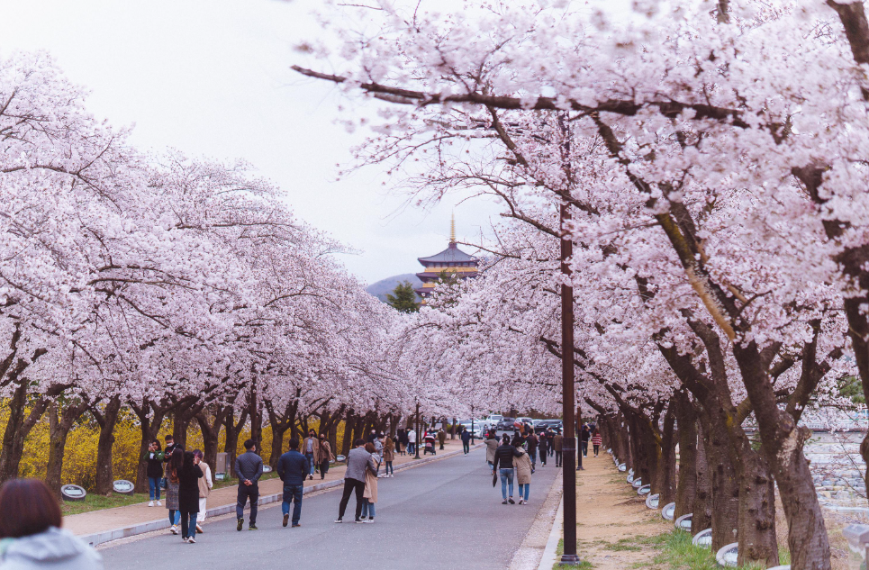 계절 따라 걷기 좋은 한국 명소 관련 사진