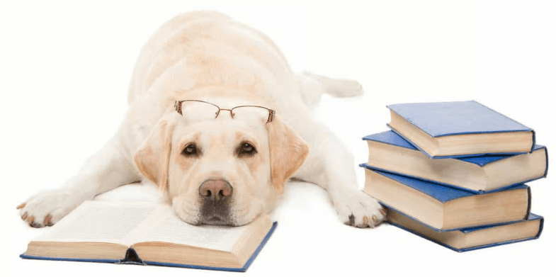 강아지 학습 방식-2 이미지