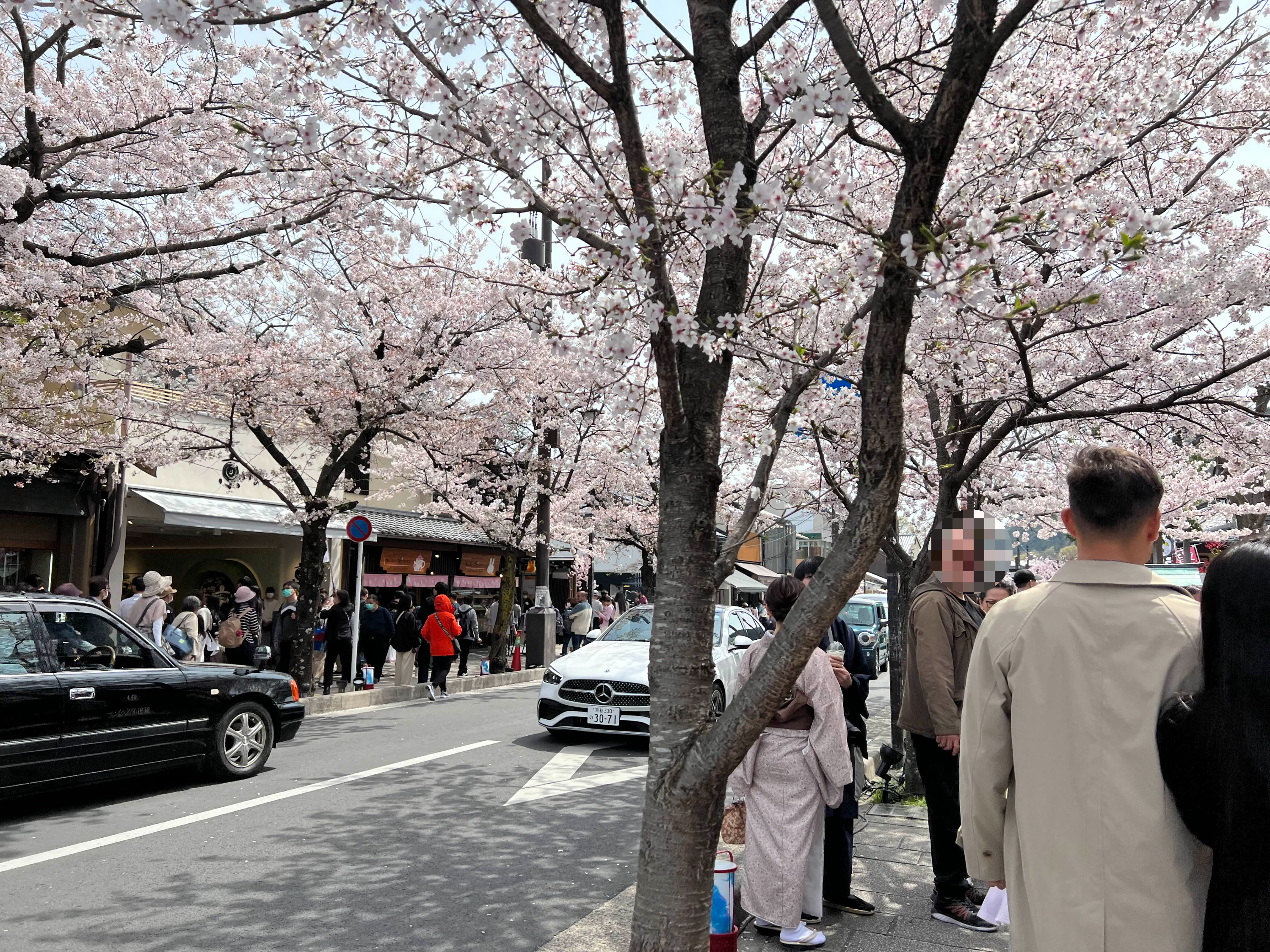 아라시야마 벚꽃 근황 만개 시기