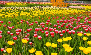 고양국제꽃박람회