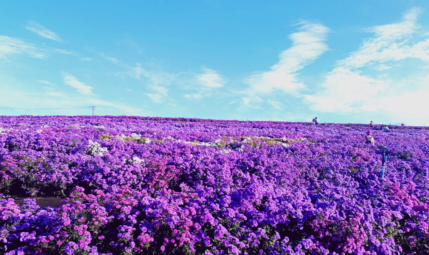푸른하늘 보랏빛 아스타국화