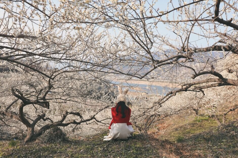 광양매화축제 주차장 입장료