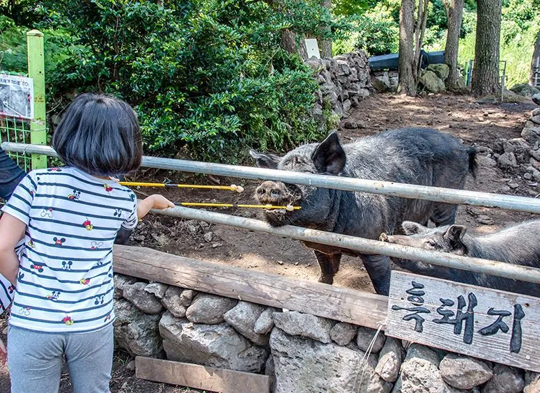 제주도-아이들과-가볼만한-체험-흑돼지-먹이주는-여자-아이