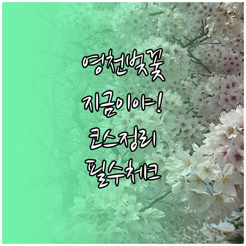 영천 벚꽃 여행 코스 개화 시기 명소..