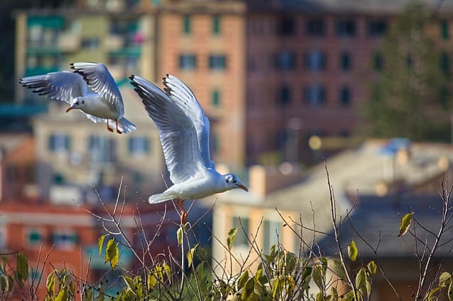 도시 조류 관찰가 — 도시 생태계를 기록하고 조류 리포트를 작성하는 직업의 수익 구조 알아보기