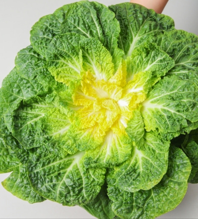 시장에서 사 온 신선한 봄동과 초록 겉잎 노란 속잎 모습