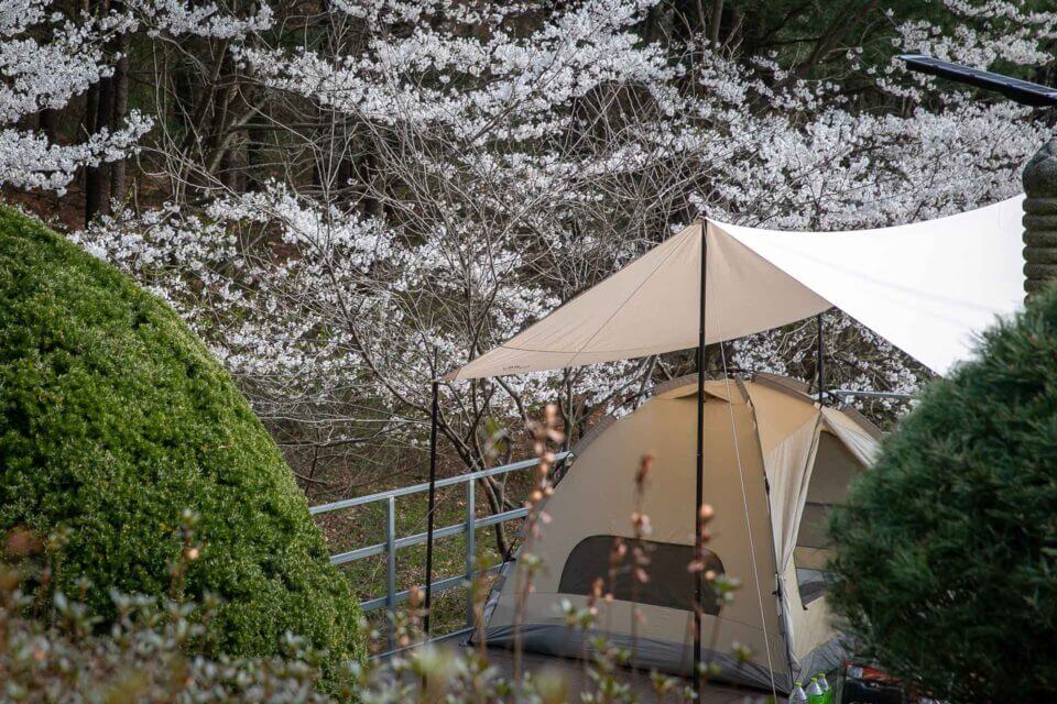 벚꽃 캠핑장