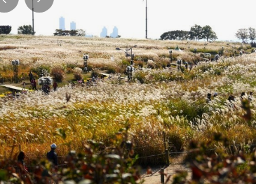 2024년 서울 억새 축제 일정