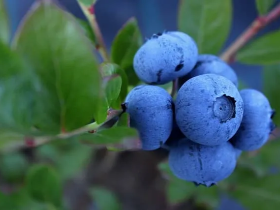 소화에 좋은 냉동 블루베리