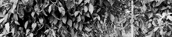 고추 모종 심는 간격 잘 지킨 뒤 물을 충분히 줄 것