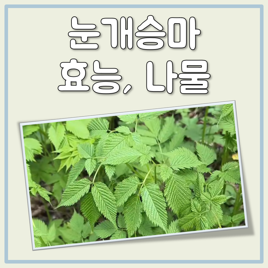 눈개승마 효능 나물 먹는법