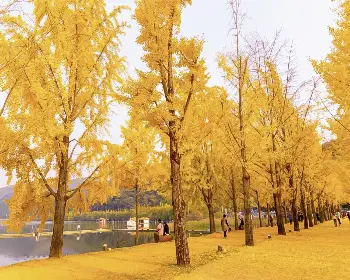 문광저수지 은행나무길_7