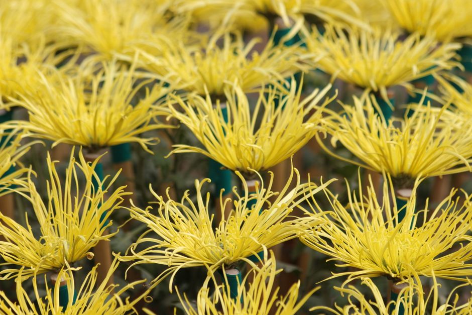 Close-up of multiple yellow spider chrysanthemums in full bloom, displaying vibrant petals.