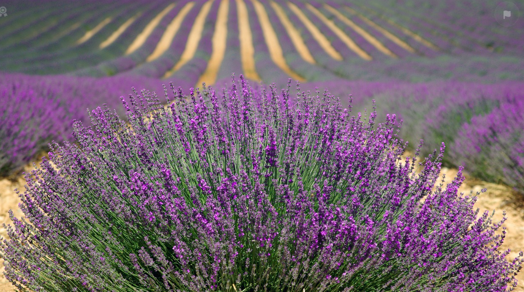 프랑스 라벤더 밭