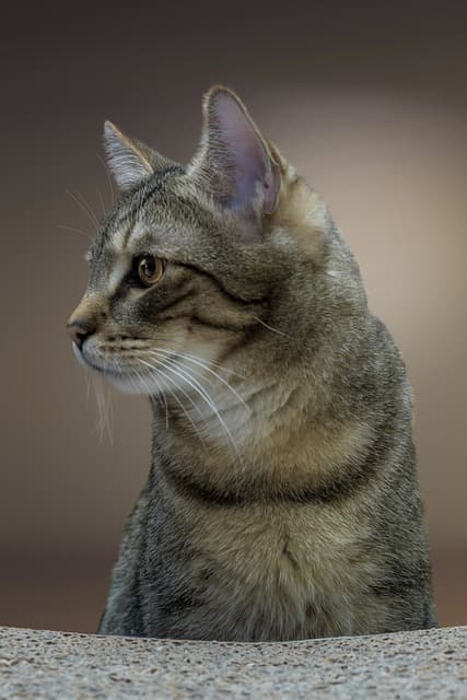 코리안 숏헤어의 유전적 특징과 신체 구조