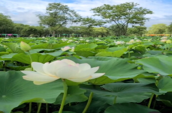 부여서동연꽃축제_7