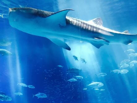 여수 아쿠아리움