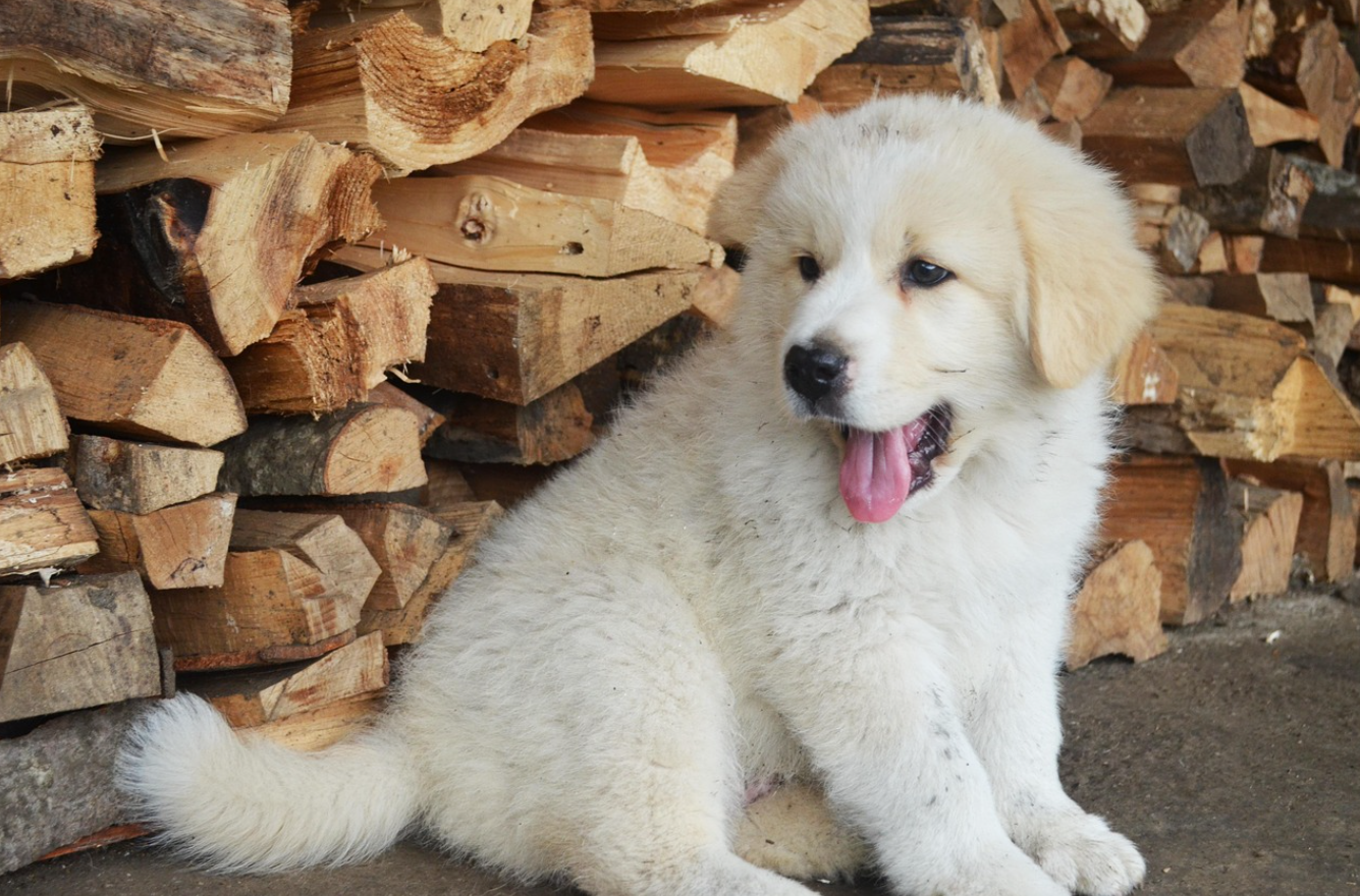 강아지가 자기 꼬리를 물려고 뱅뱅 도는 행동: 유희인가, 강박인가?
