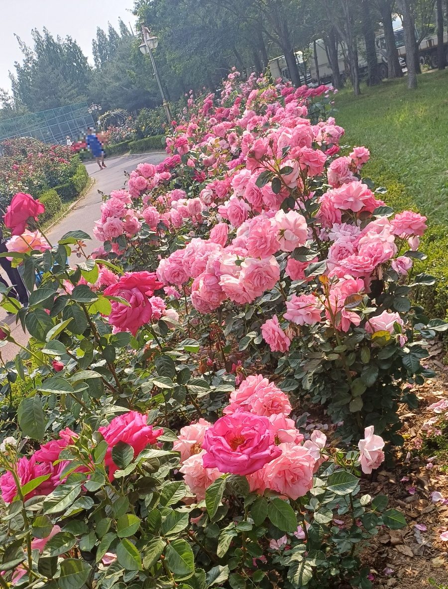 익산배산체육공원, 장미축제