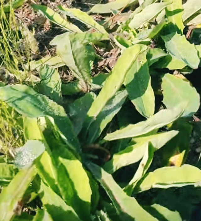 봄철 건강에 좋은 제철봄 나물 6가지