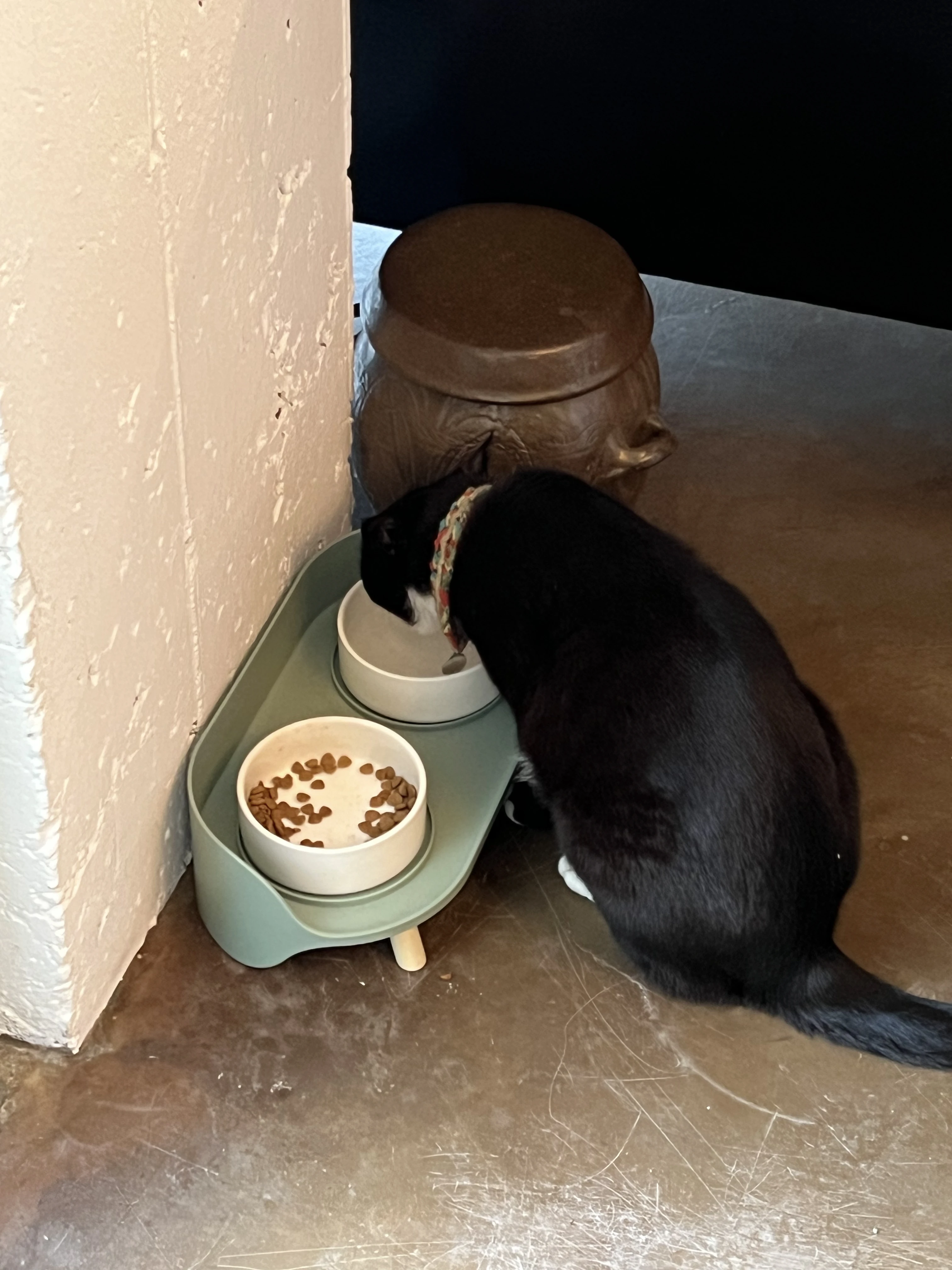 봄은 고양이로다 카페 뚱뚱한 고양이들