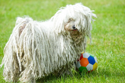 슬퍼 보이는 하얀 풀리의 얼굴.