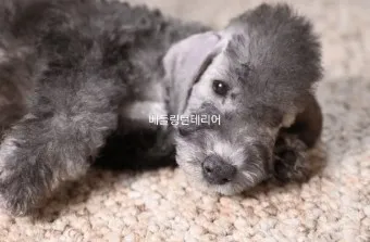 베들링턴 테리어 가격 분양 미용 성격_16