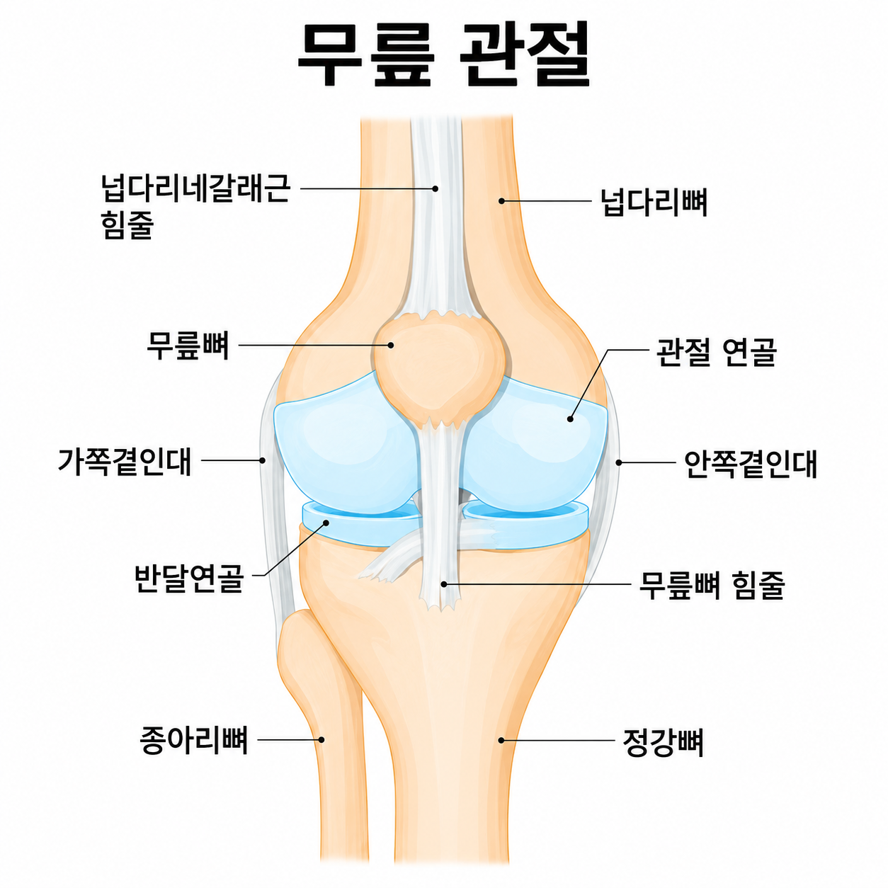 제2형 콜라겐 섬유망과 프로테오글리칸이 수분을 머금어 완충 쿠션 역할을 수행하는 관절 연골 구조