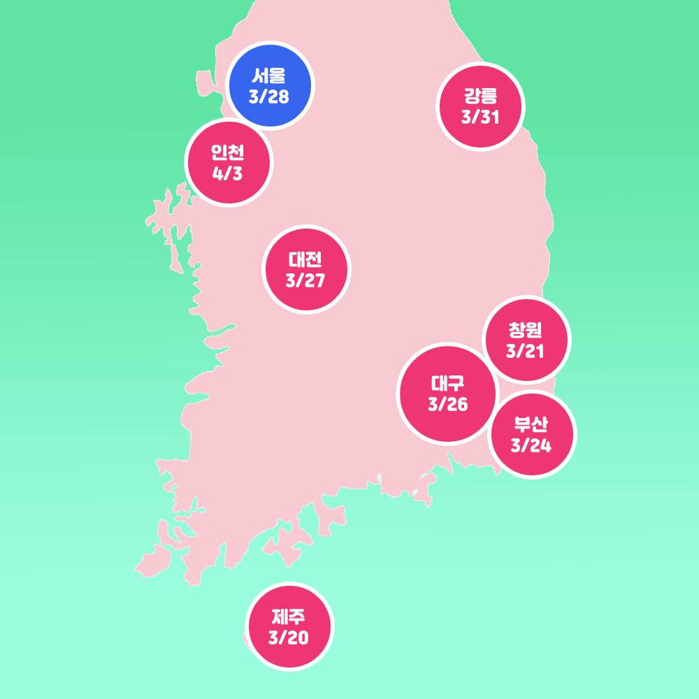 전국 벚꽃개화 지도