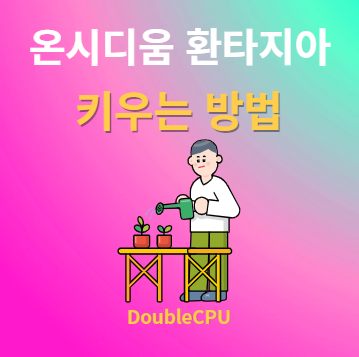 온시디움 환타지아 키우기