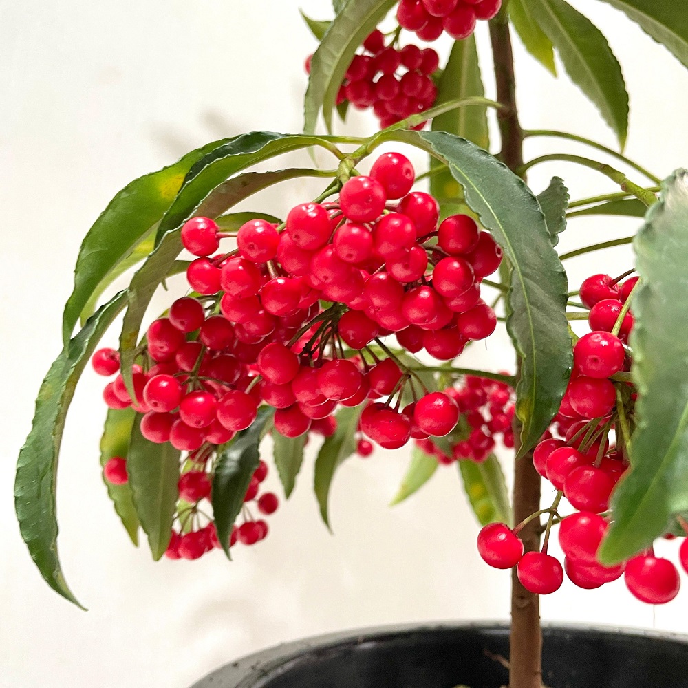 만냥금 만량금 키우는 방법 꽃 가지치기