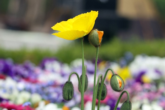 관상용 개양귀비 꽃, 꽃말/효능/키우기