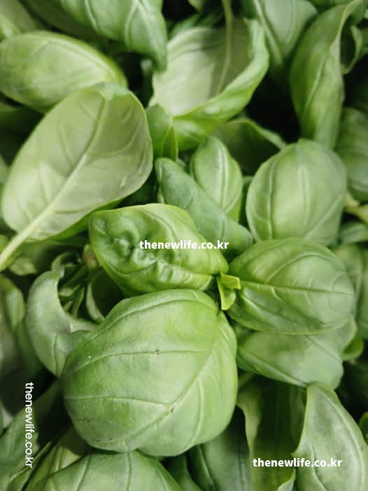 바질 효능 소화 촉진 향미 성분