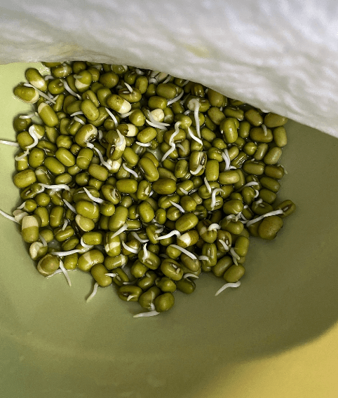 녹두와 녹두로 만든 음식 사진 - 785