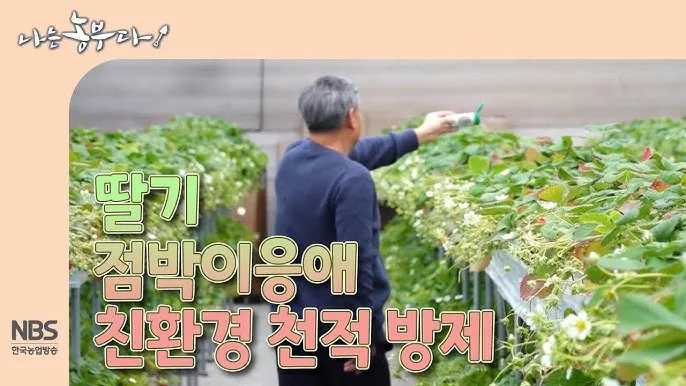 병해충 천적 활용 무당벌레 기생벌 끈끈이트랩 친환경 방제_3