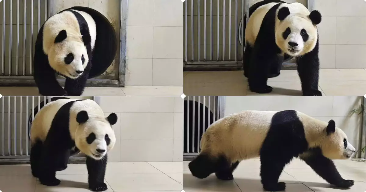 격리 검역구역에 들어가는 푸바오